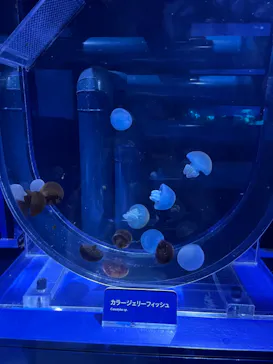 すみだ水族館に投稿された画像（2021/10/18）