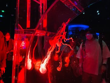 マクセル アクアパーク品川に投稿された画像（2021/10/18）