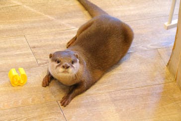 カワウソカフェHARRY原宿テラス店に投稿された画像（2021/10/18）