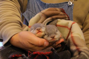 カワウソカフェHARRY原宿テラス店に投稿された画像（2021/10/18）