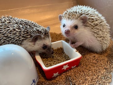 カワウソカフェHARRY原宿テラス店に投稿された画像（2021/10/18）