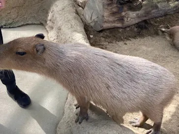 神戸どうぶつ王国に投稿された画像（2021/10/18）