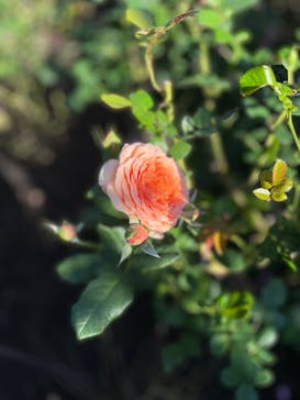 西武園ゆうえんちに投稿された画像（2021/10/18）