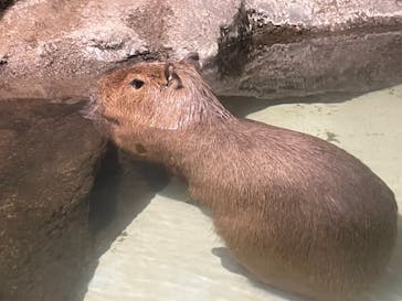 マクセル アクアパーク品川に投稿された画像（2021/10/18）