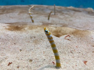 大分マリーンパレス水族館 「うみたまご」に投稿された画像（2021/10/18）