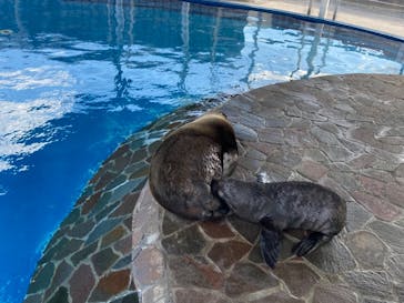 大分マリーンパレス水族館 「うみたまご」に投稿された画像（2021/10/18）