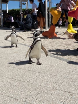 大分マリーンパレス水族館 「うみたまご」に投稿された画像（2021/10/18）