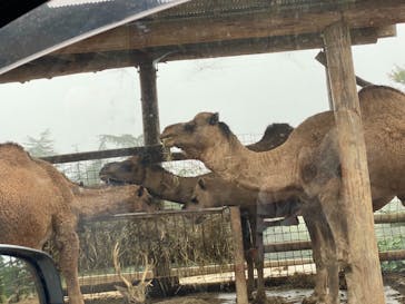 群馬サファリパークに投稿された画像（2021/10/18）