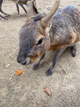 群馬サファリパークに投稿された画像（2021/10/18）