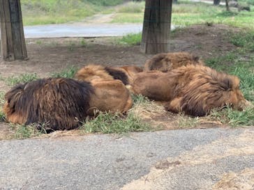 群馬サファリパークに投稿された画像（2021/10/18）