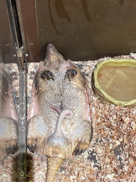 Moff animal world MARK IS みなとみらい店に投稿された画像（2021/10/19）