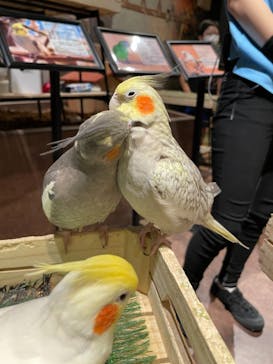 Moff animal world MARK IS みなとみらい店に投稿された画像（2021/10/19）