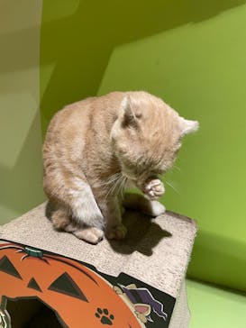 Moff animal world MARK IS みなとみらい店に投稿された画像（2021/10/19）