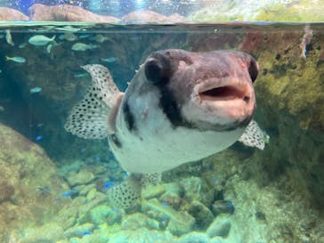 新江ノ島水族館に投稿された画像（2021/10/19）