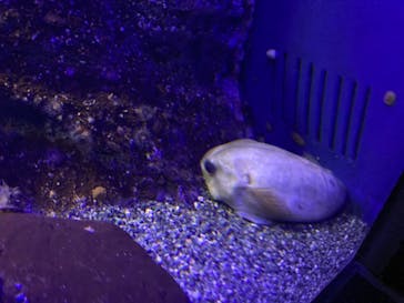 新江ノ島水族館に投稿された画像（2021/10/19）