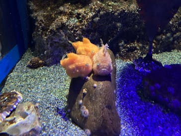 新江ノ島水族館に投稿された画像（2021/10/19）