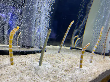 すみだ水族館に投稿された画像（2021/10/19）