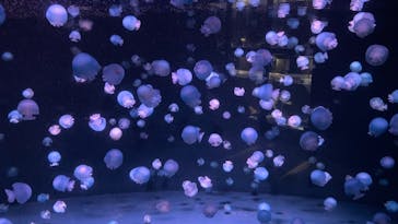 京都水族館に投稿された画像（2021/10/19）