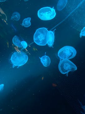 京都水族館に投稿された画像（2021/10/19）