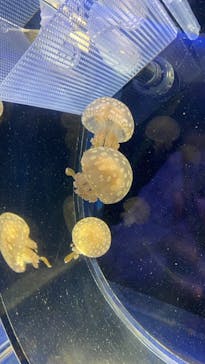 京都水族館に投稿された画像（2021/10/19）