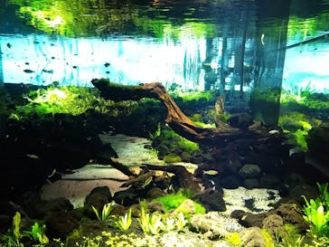 カワスイ 川崎⽔族館に投稿された画像（2021/10/19）