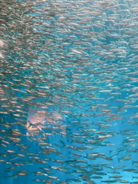 名古屋港水族館に投稿された画像（2021/10/19）