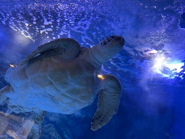 マクセル アクアパーク品川に投稿された画像（2021/10/19）