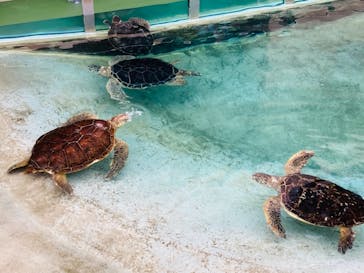 新江ノ島水族館に投稿された画像（2021/10/19）
