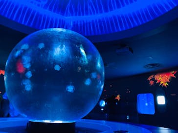 新江ノ島水族館に投稿された画像（2021/10/19）