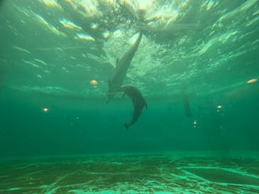 しながわ水族館に投稿された画像（2021/10/19）