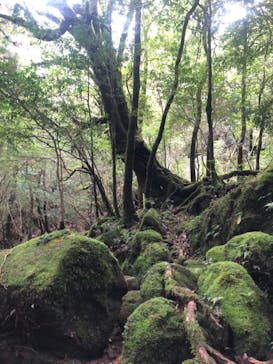 屋久島ガイド21EC-Kに投稿された画像（2021/10/19）