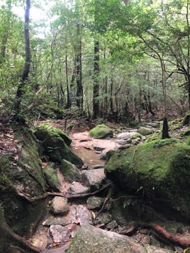 屋久島ガイド21EC-Kに投稿された画像（2021/10/19）