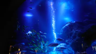 すみだ水族館に投稿された画像（2021/10/19）