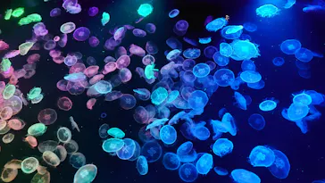 すみだ水族館に投稿された画像（2021/10/19）