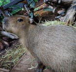 カワスイ 川崎⽔族館に投稿された画像（2021/10/20）