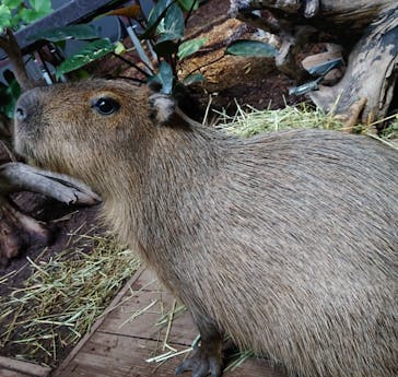 カワスイ 川崎⽔族館に投稿された画像（2021/10/20）