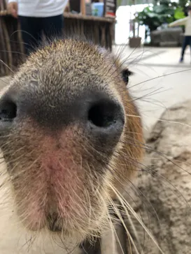 神戸どうぶつ王国に投稿された画像（2021/10/20）