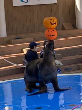 サンシャイン水族館に投稿された画像（2021/10/20）