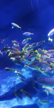 すみだ水族館に投稿された画像（2021/10/20）