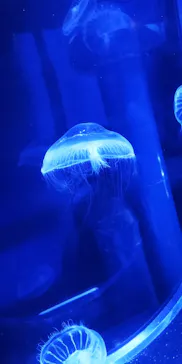 すみだ水族館に投稿された画像（2021/10/20）