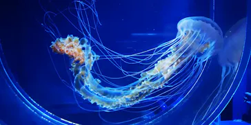 すみだ水族館に投稿された画像（2021/10/20）