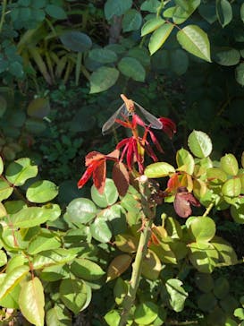 鳩山会館に投稿された画像（2021/10/20）