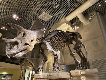 国立科学博物館に投稿された画像（2021/10/20）