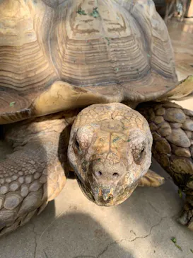 神戸どうぶつ王国に投稿された画像（2021/10/20）