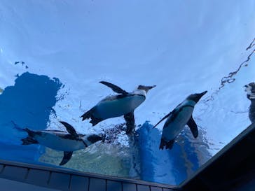 サンシャイン水族館に投稿された画像（2021/10/20）