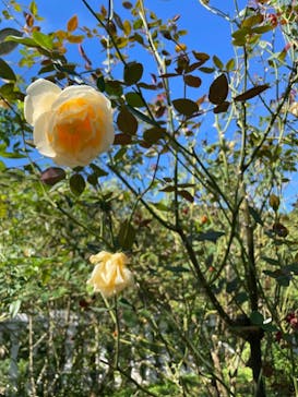 ACAO FORESTに投稿された画像（2021/10/20）