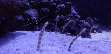 マクセル アクアパーク品川に投稿された画像（2021/10/20）