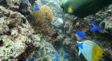 DIVING-SHOP SUNSに投稿された画像（2021/10/21）