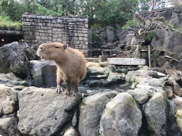 伊豆シャボテン動物公園に投稿された画像（2021/10/21）