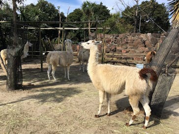 伊豆シャボテン動物公園に投稿された画像（2021/10/21）